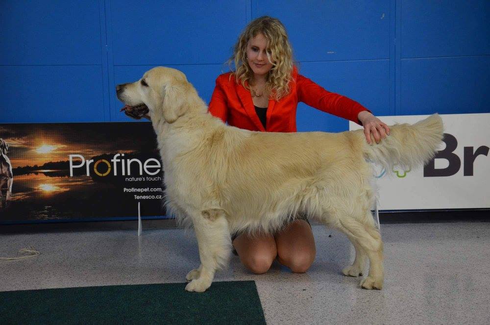 JCH CZ, CH CZ, SK, Grand CH, Vet.CH, C.I.B. Chuck Berry Artemis Gold ''U'' - 6x BOV, BOS