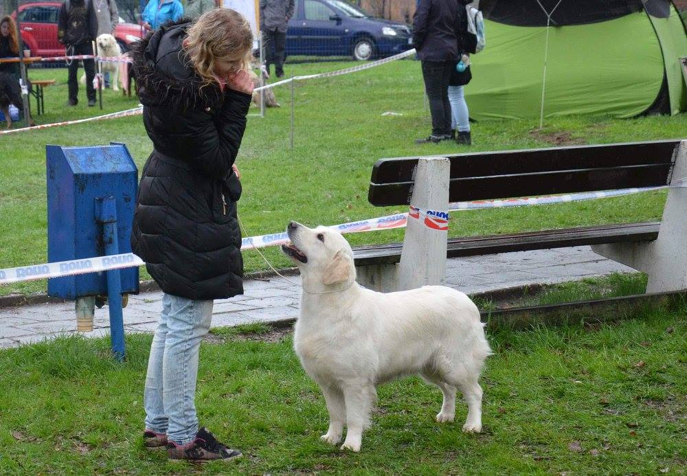 JCH CZ, CH PL, SK, RO Bueno de Barbara Evening Melody - 3x R.CAC, CAJC, CAC, R.CACIB, BOJ