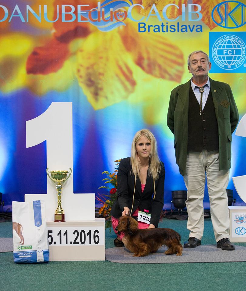 JCH, CH Amber Piters-Burg Bradford - 3x CAJC, CAC, CACIB, 3x BOJ, BOS, 2x BOB, BIG 2, JBIG 2, JBIG