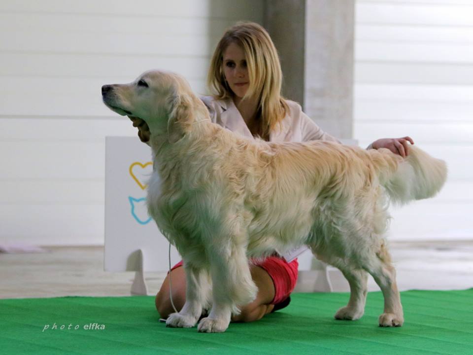 MultiCH Heart Of Prince Famous Gold - 2x CAC, R.CACIB