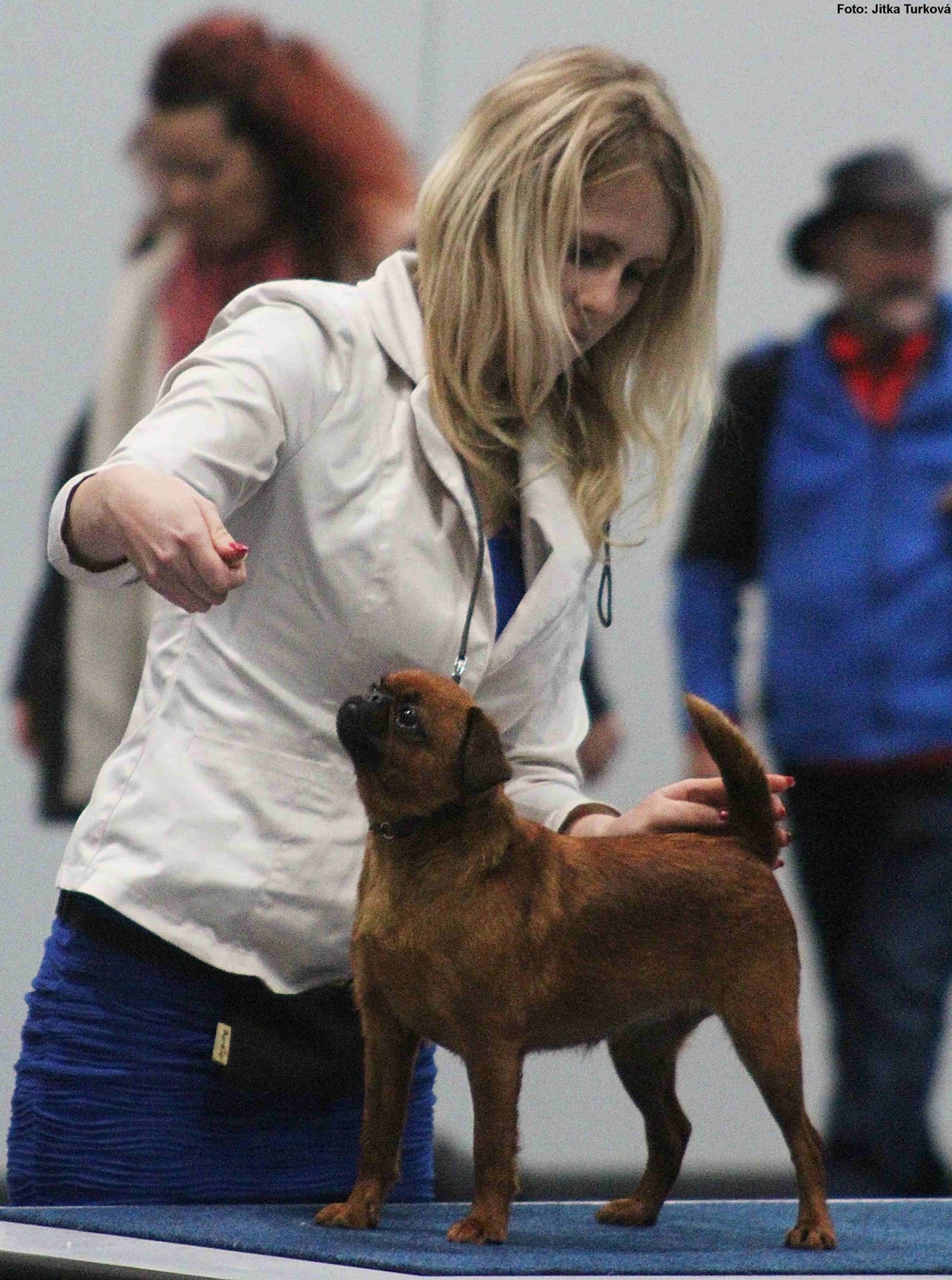 Daren Prima Grichia - WDS 2017 CAC