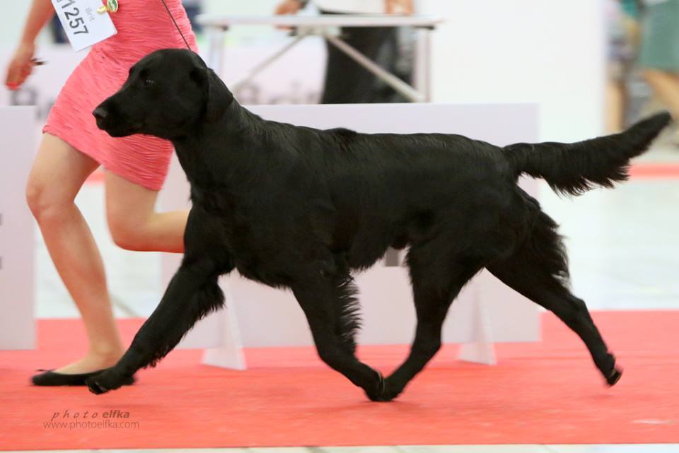 Fredy od Hradu Valdek - 4x CAC, 2x R.CAC, R.CACIB