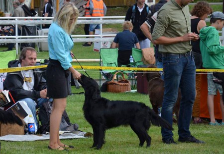 Diggy od Hradu Valdek - 2x R.CAC, 3x CAC, CWC, CACIB, BOB, Derby Winner 2016